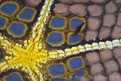 Which road should I take?  Shrimp on the underside of a s... by Ross Gudgeon 